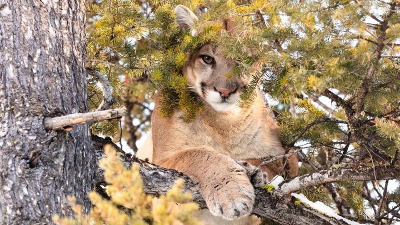 Wyoming – Yellowstone National Park