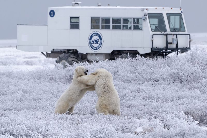 Meet Polar Bears in Churchill, Canada