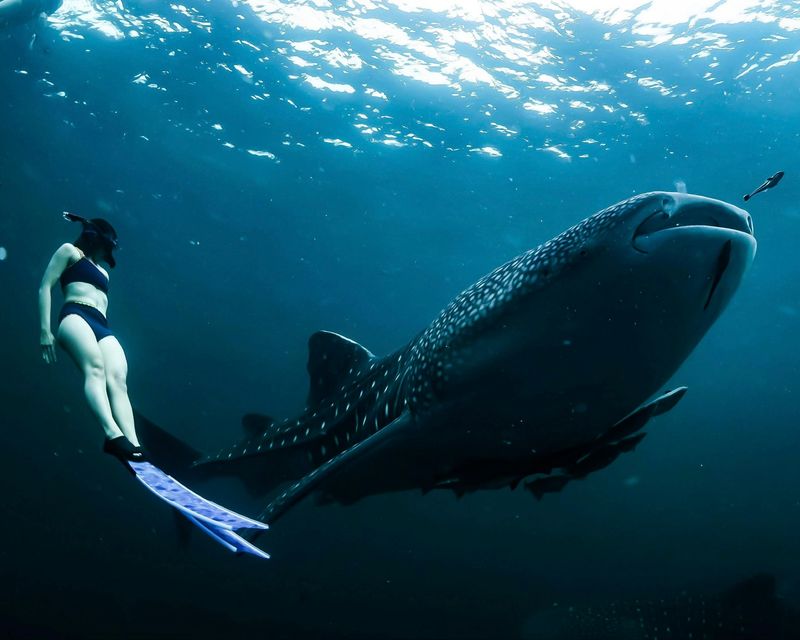 Swimming with Whale Sharks