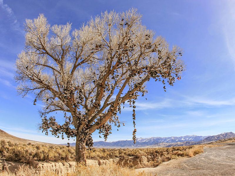 The Shoe Tree – Middlegate, Nevada