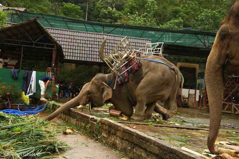 Skip It: Riding Elephants in Thailand