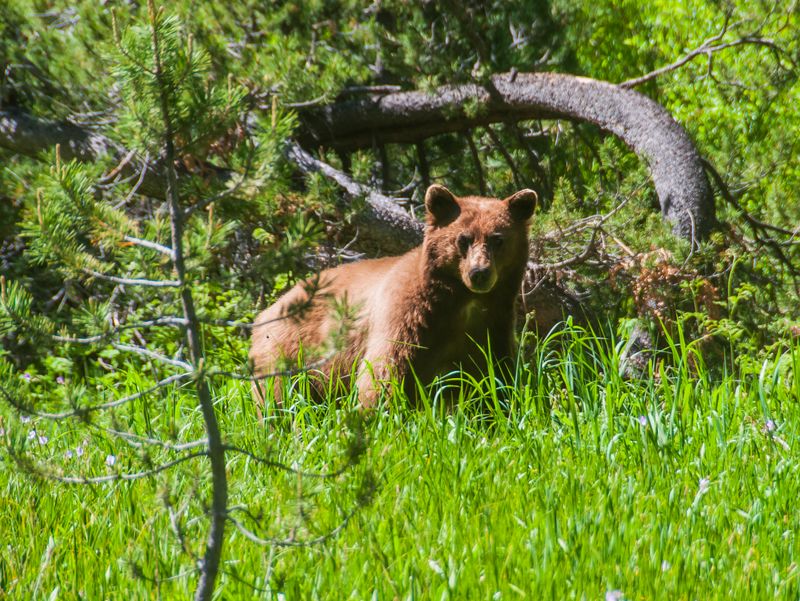 Sequoia & Kings Canyon: Bears and Deadly Heights