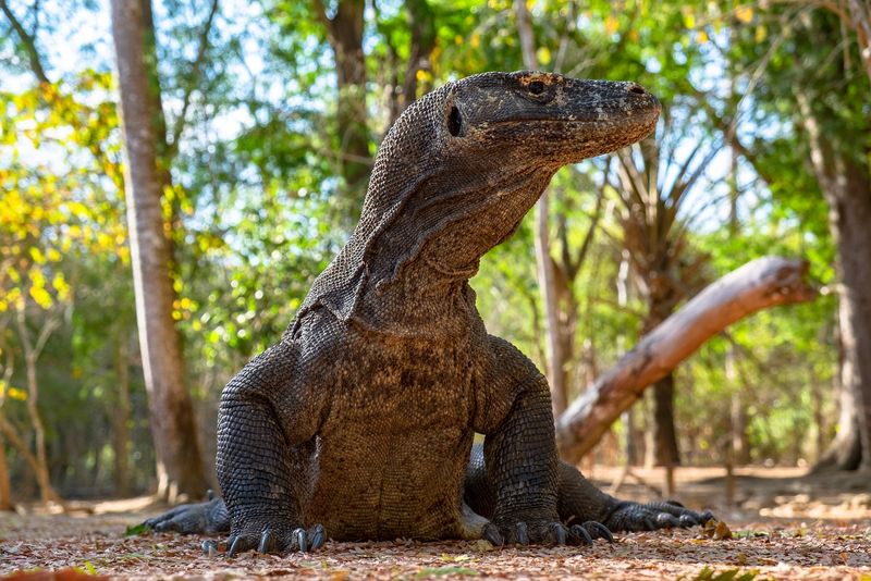Komodo Island's Dragon Dilemma