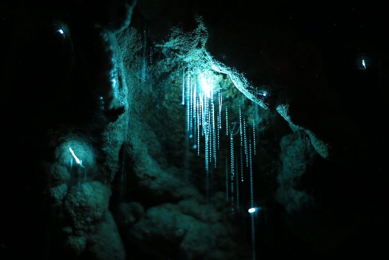 Waitomo Glowworm Caves, New Zealand