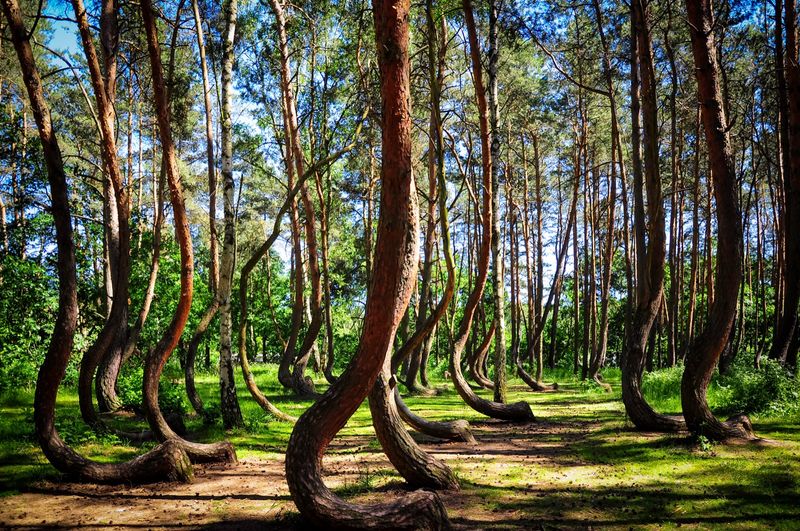 Crooked Forest, Poland