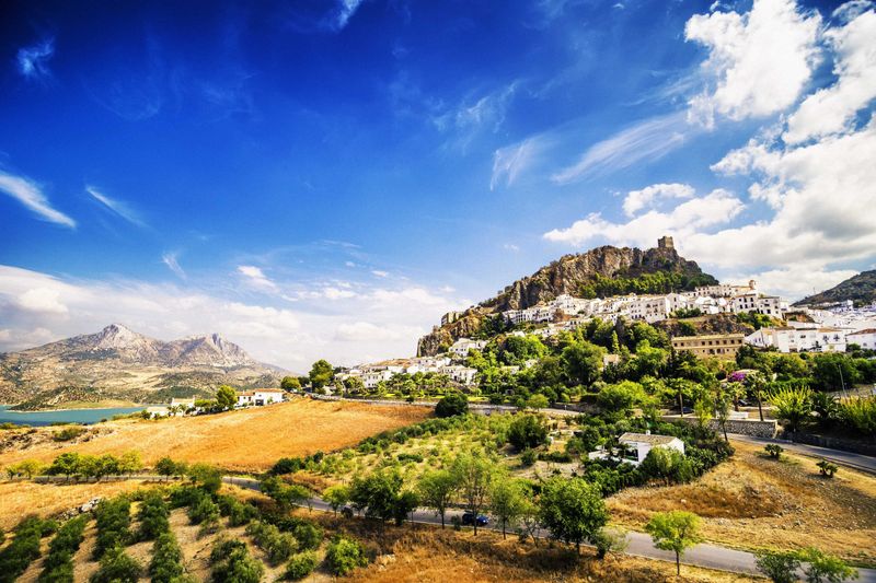 Andalusia Olive Tranquility