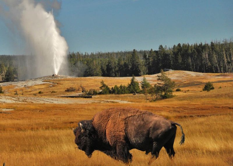 Yellowstone National Park (Wyoming, Montana, Idaho)