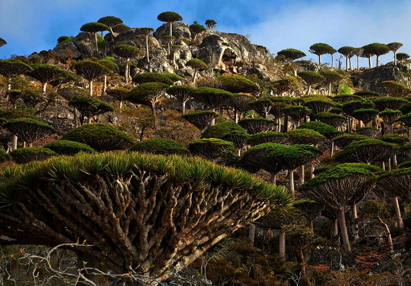 Socotra Island, Yemen