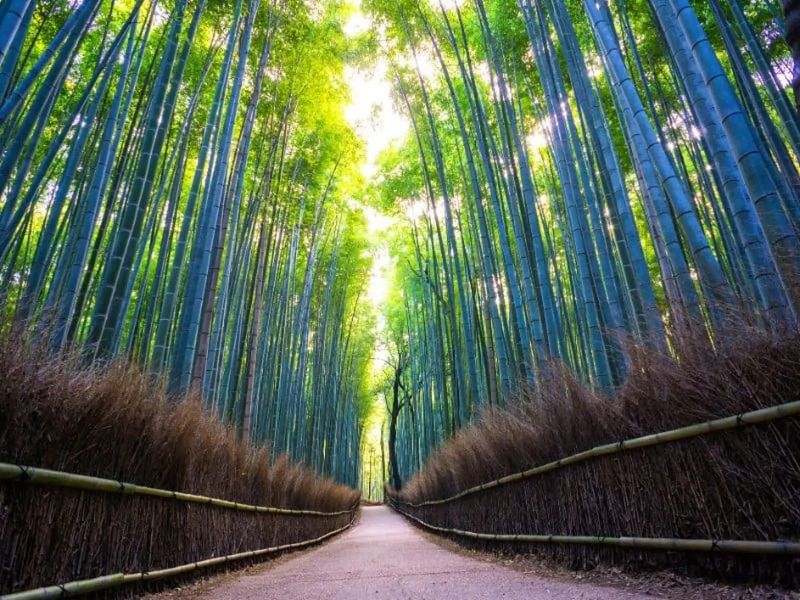 Kyoto's Bamboo Forest Made Me Forget To Breathe