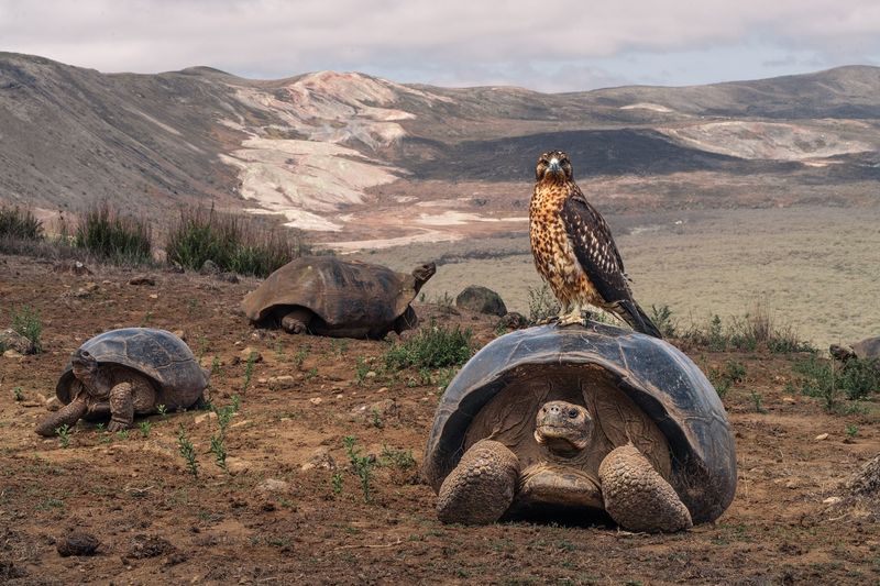 Galápagos Islands: Darwin's Living Laboratory