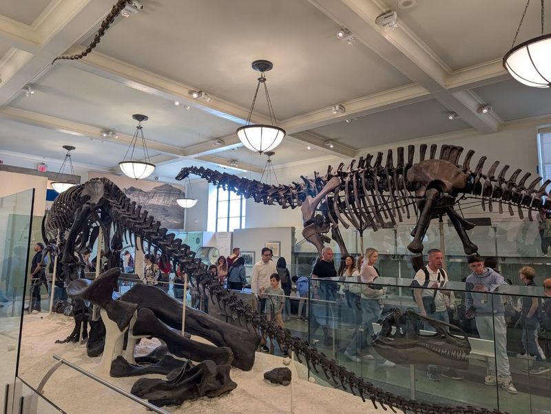 American Museum of Natural History (New York, USA)
