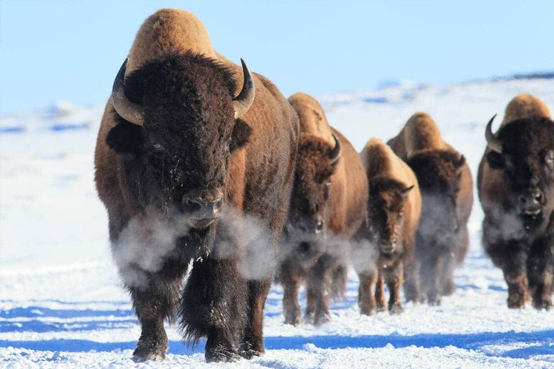 16. Yellowstone National Park, Wyoming