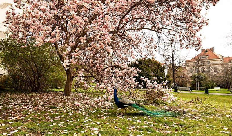 Vojanovy Sady (Vojan Gardens)