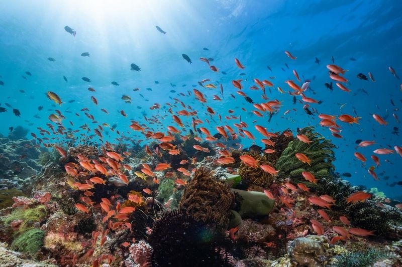 Palawan, Philippines - Nature's Underwater Museum