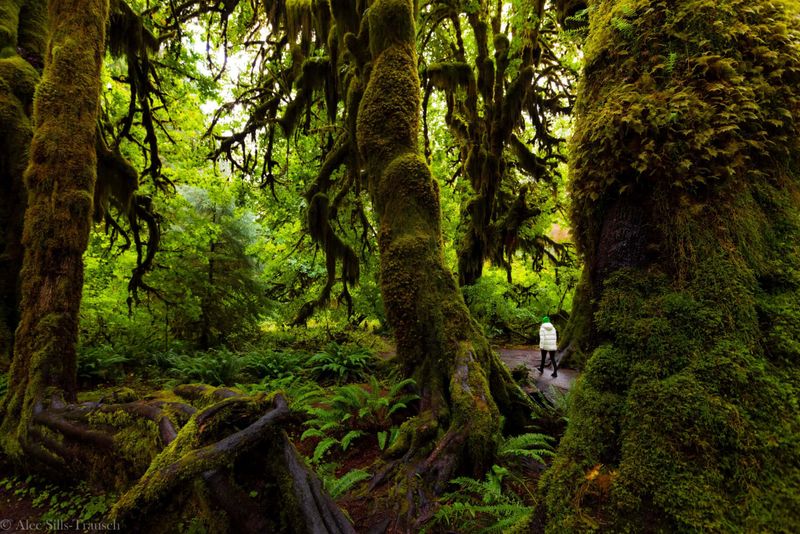 Olympic National Park, Washington