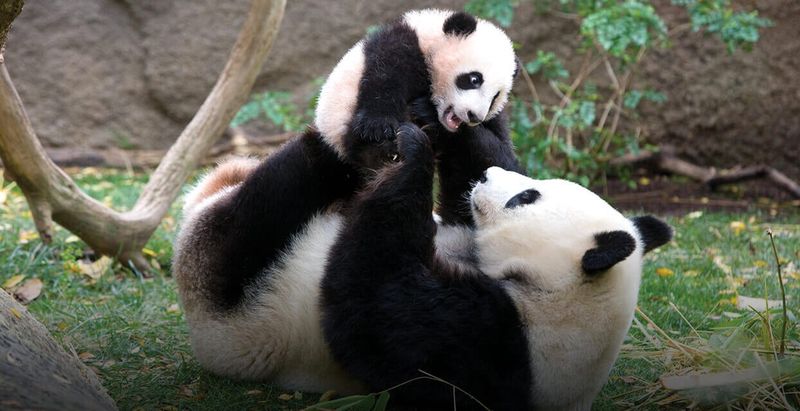 San Diego Zoo, California