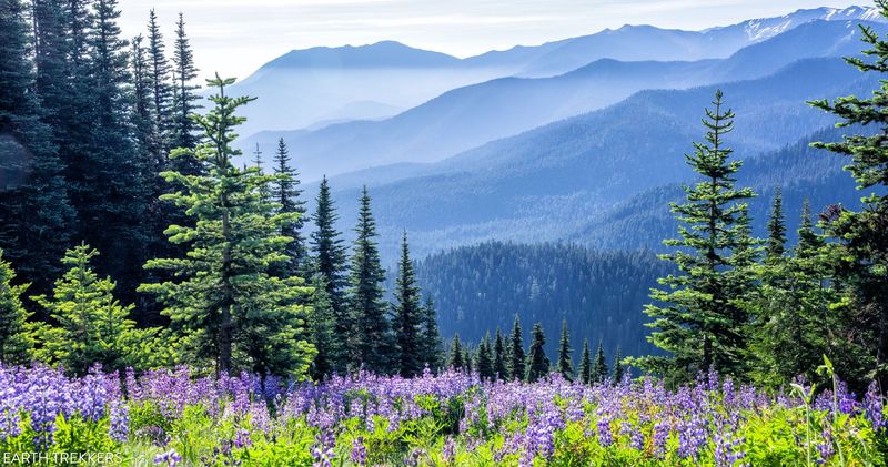 Olympic: Three Ecosystems in One Park
