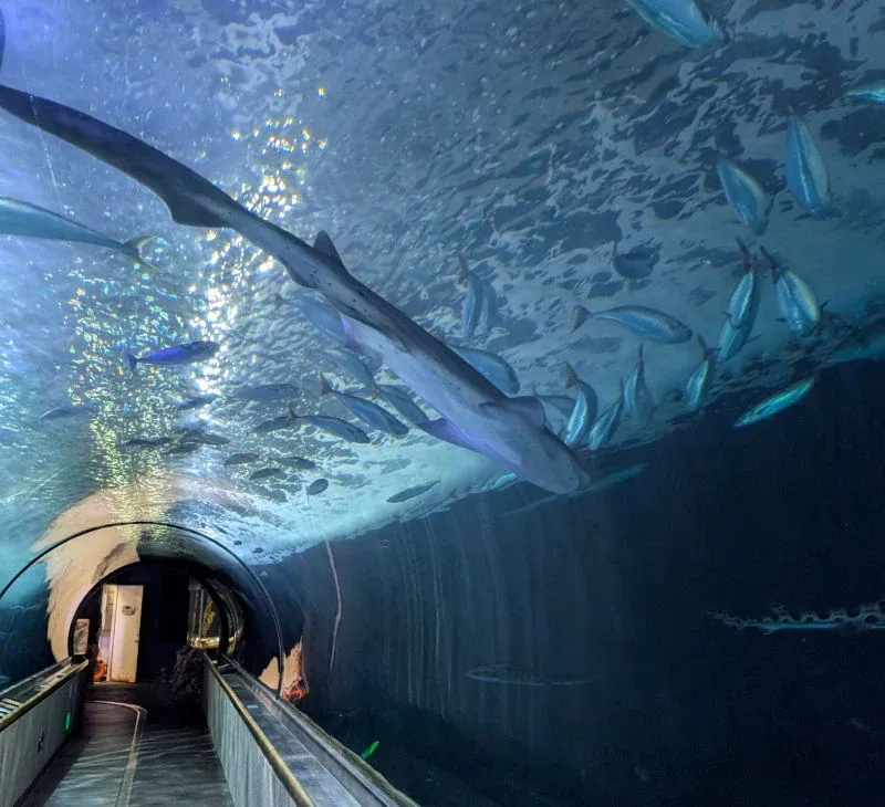Aquarium of the Bay - San Francisco