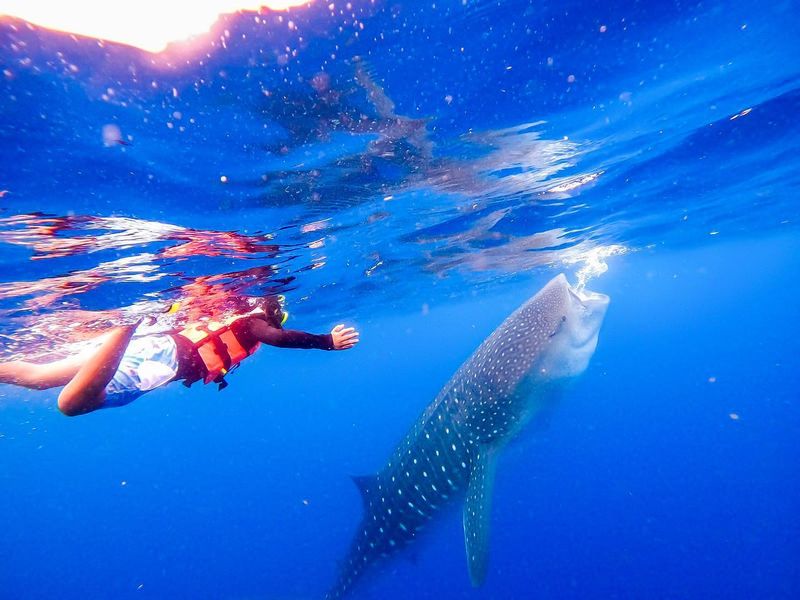 Isla Holbox, Mexico: Gentle Giant Encounters