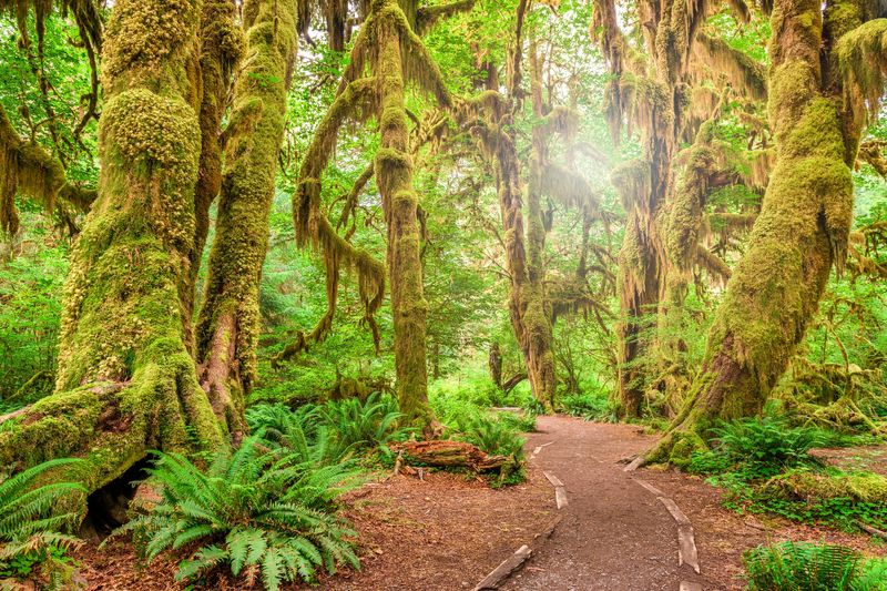 Washington's Green Paradise