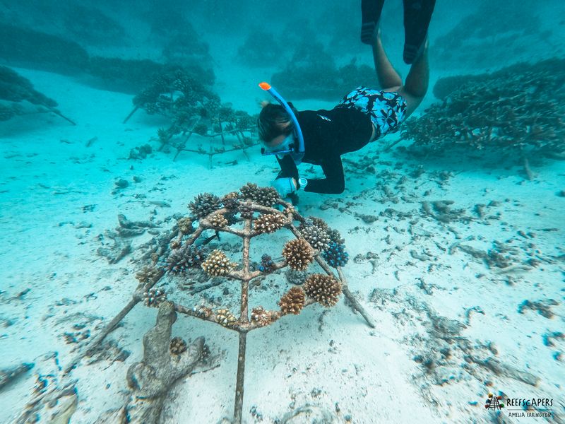 Reef Rebuilders in the Maldives