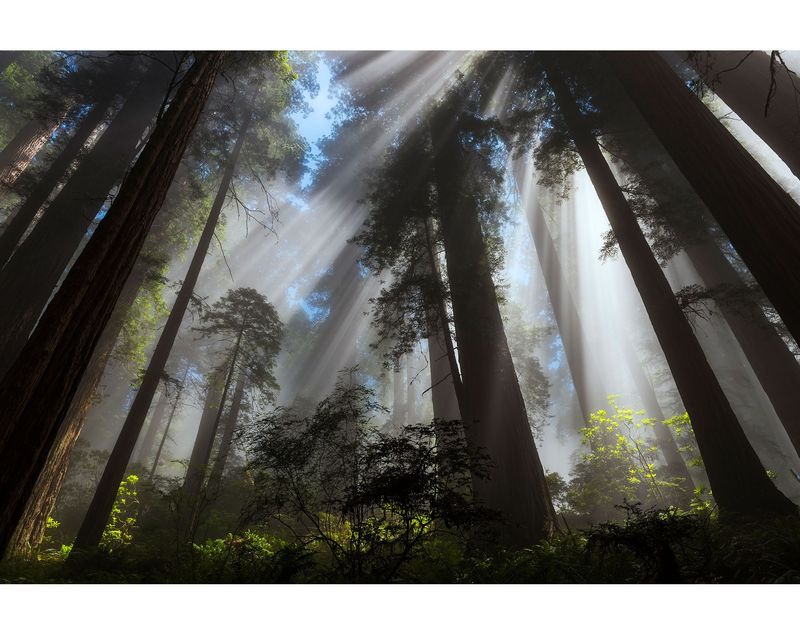 The Ancient Redwoods of California