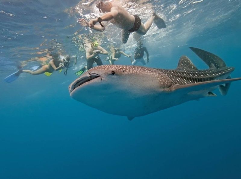 Holbox Island, Mexico: Where Whale Sharks Gather in Summer