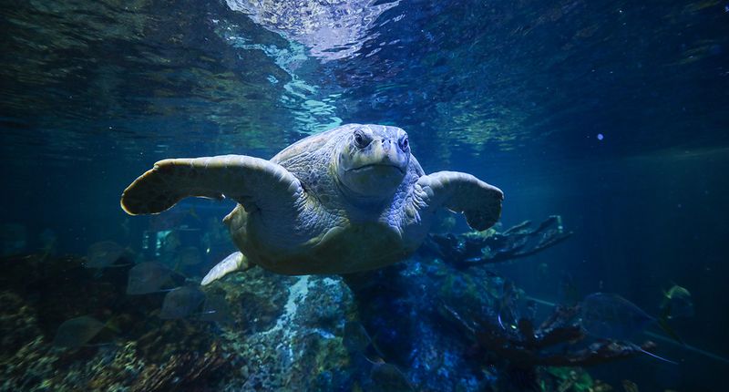 New England Aquarium - Boston, Massachusetts