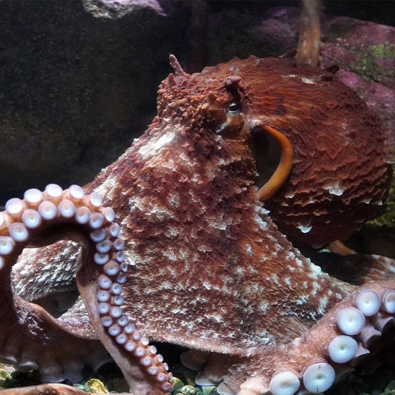 Seattle Aquarium - Seattle, Washington