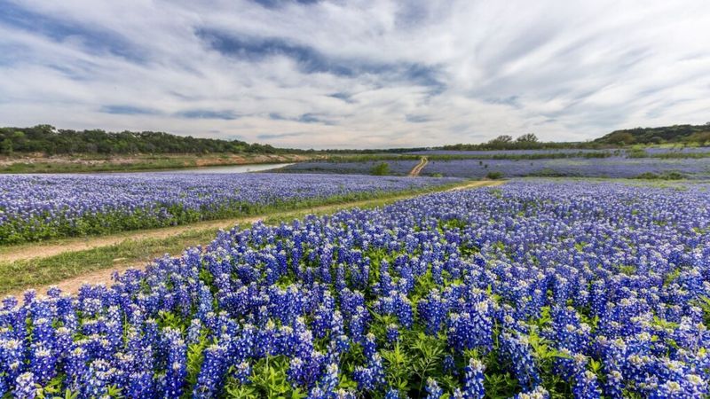 Bluebonnet Trail