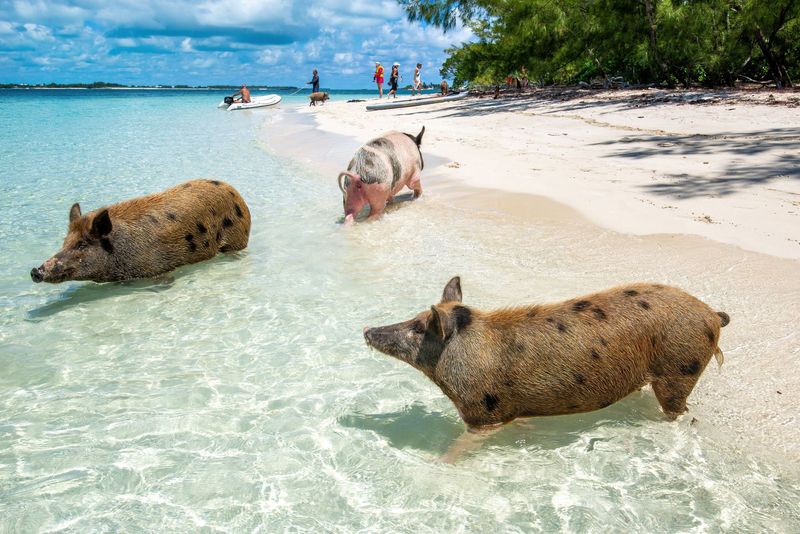 Swim With Pigs In The Bahamas