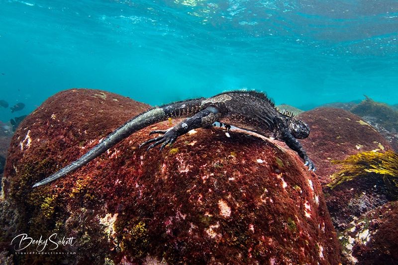 Galápagos Islands Showed Me Evolution In Action