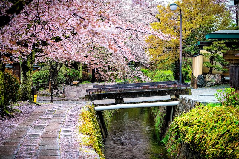 Kyoto's Tranquil Walking Paths