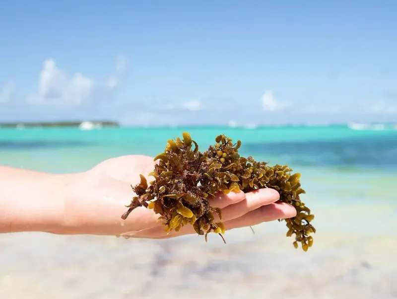 Water Quality And Seaweed Levels