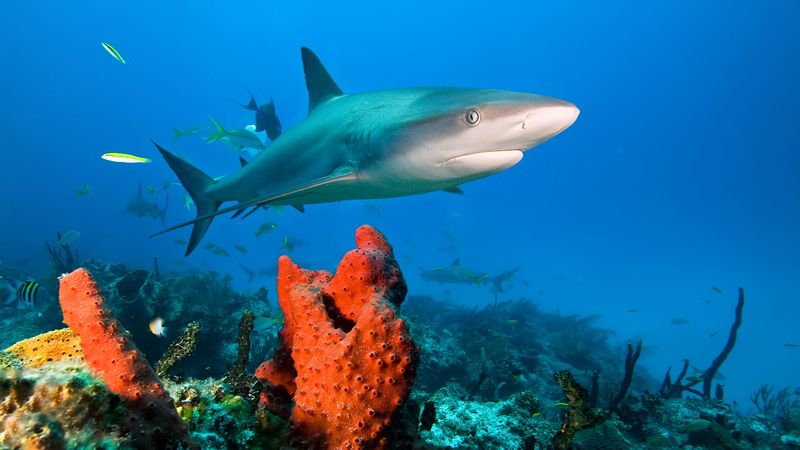Bimini, Bahamas