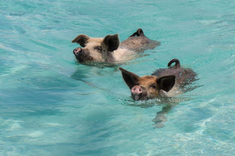 Pig Beach, Exuma, Bahamas