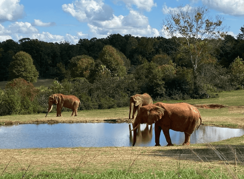 North Carolina Zoo in Asheboro