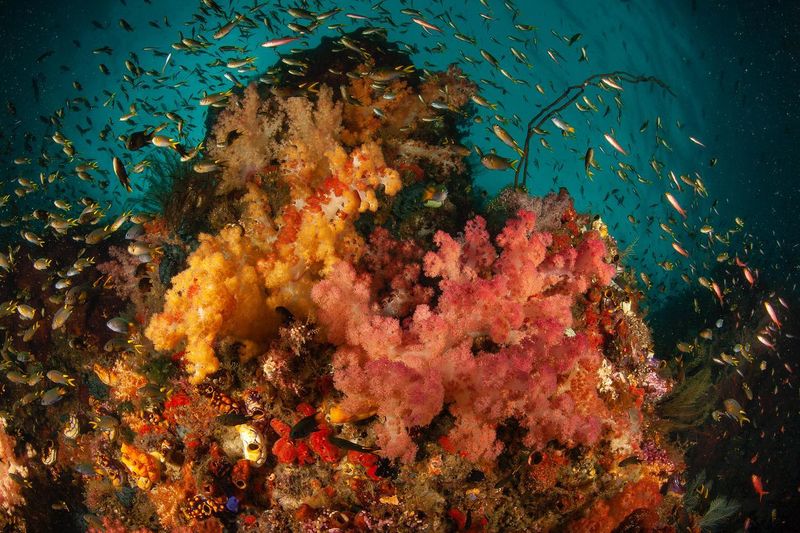 Raja Ampat, Indonesia - Biodiversity Beyond Belief