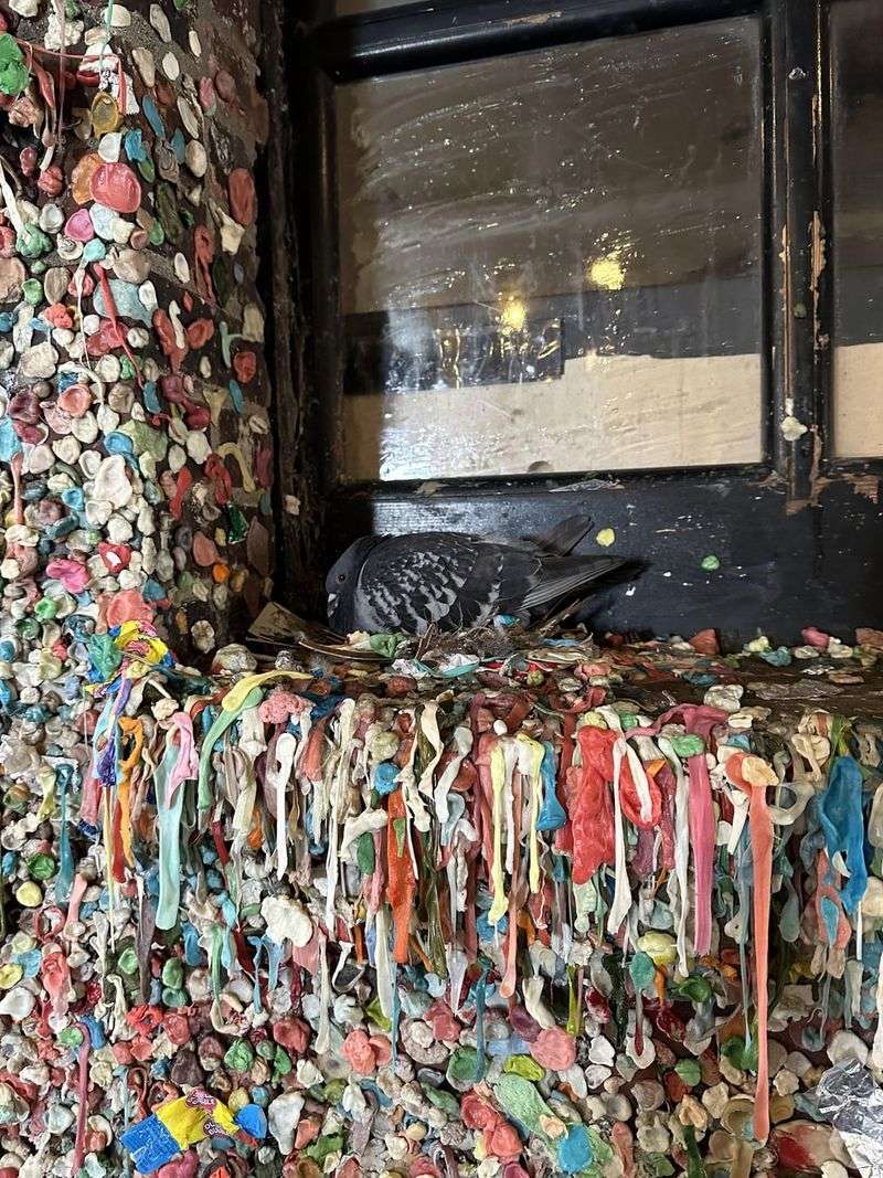 Seattle Gum Wall's Disgusting Reality