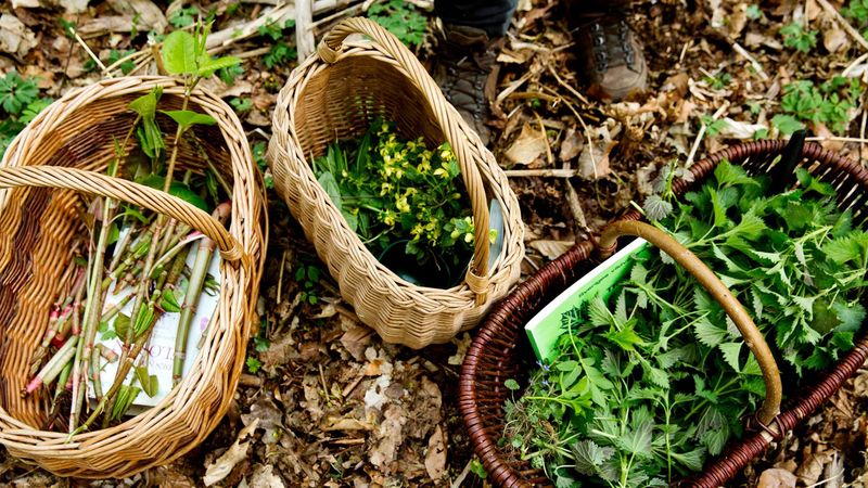 Sample Foraged Foods (Carefully)