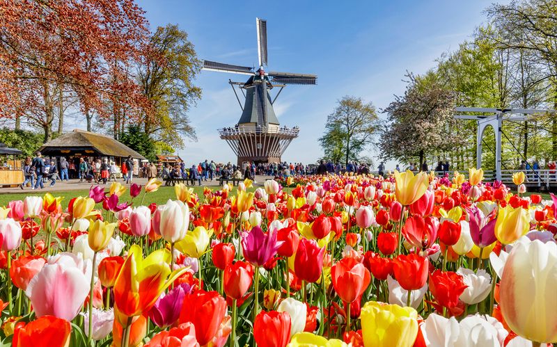 Keukenhof Gardens During Tulip Season
