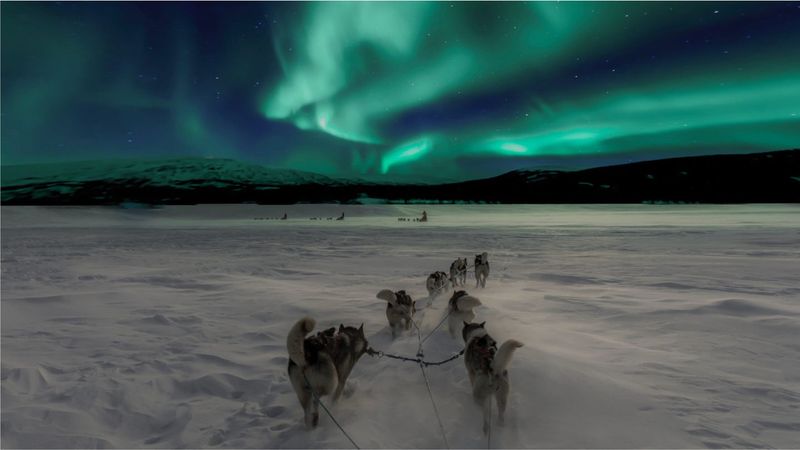 Northern Lights Dog Sledding in Iceland