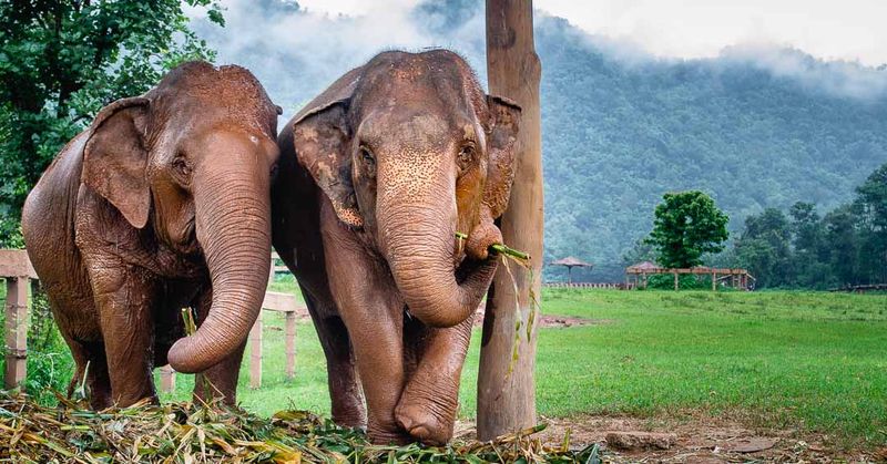 Volunteering at an Elephant Sanctuary in Thailand