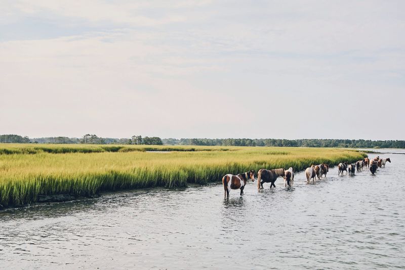 Chincoteague, Virginia