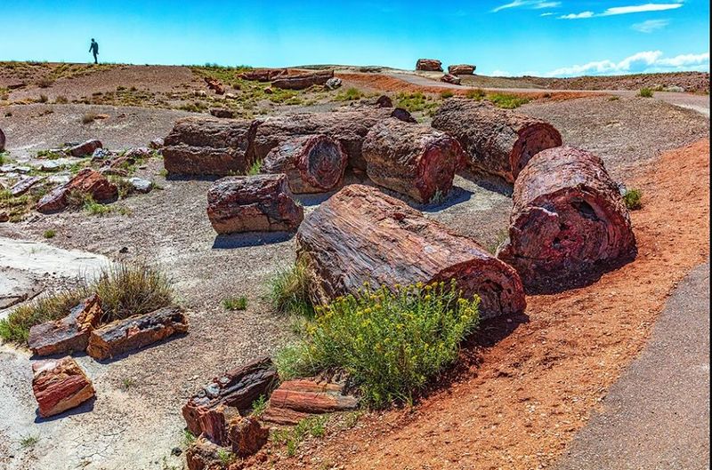 Petrified Forest's Ancient Wood