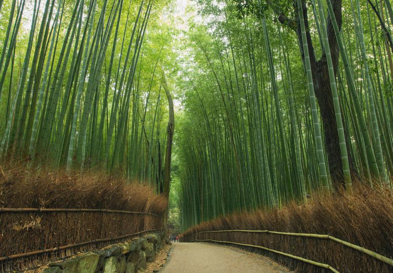 Arashiyama Bamboo Grove, Japan
