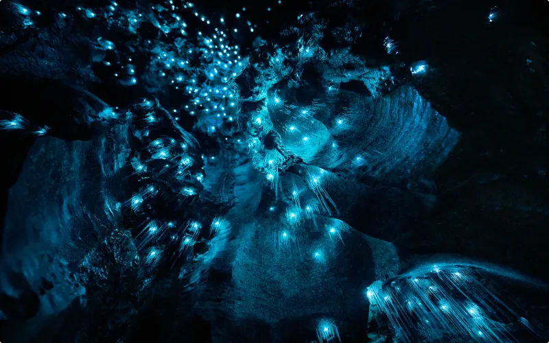 Waitomo Glowworm Caves, New Zealand