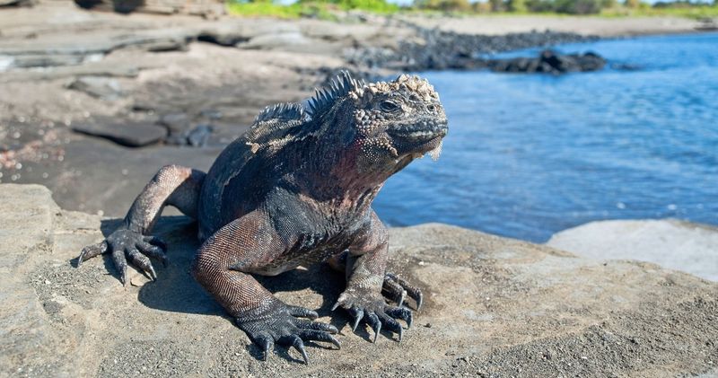 Galápagos Islands, Ecuador