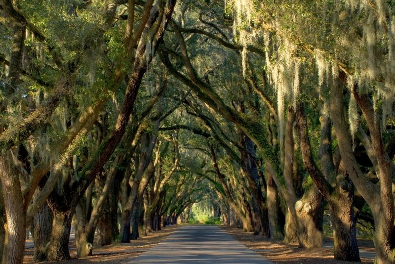 Spanish Moss-Draped Streets