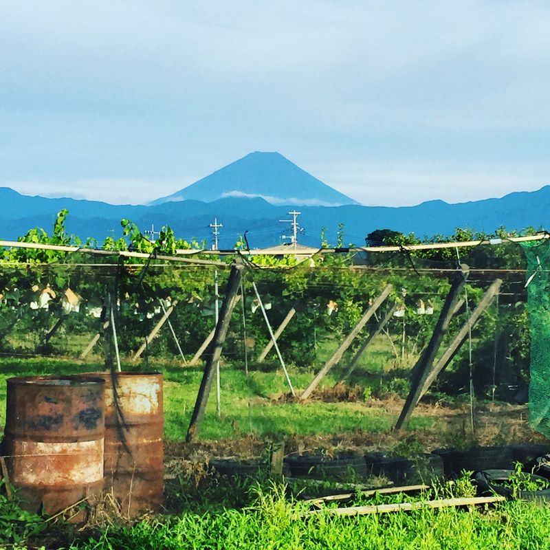 Yamanashi's Fruit Orchards Offer Seasonal Picking Adventures